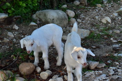 High angle view of goats