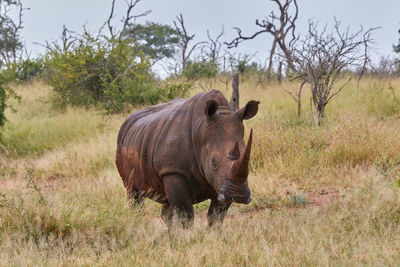 Big white rhino standing in the grass