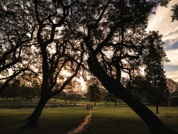 Trees in park against sky