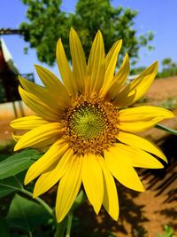 Close-up of yellow sunflower