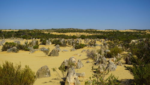 Panoramic shot of trees against clear blue sky