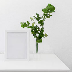 Close-up of potted plant against white wall