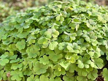 Close-up of plants