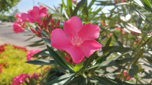 Close-up of pink flowers