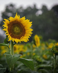 Close-up of sunflower on plant