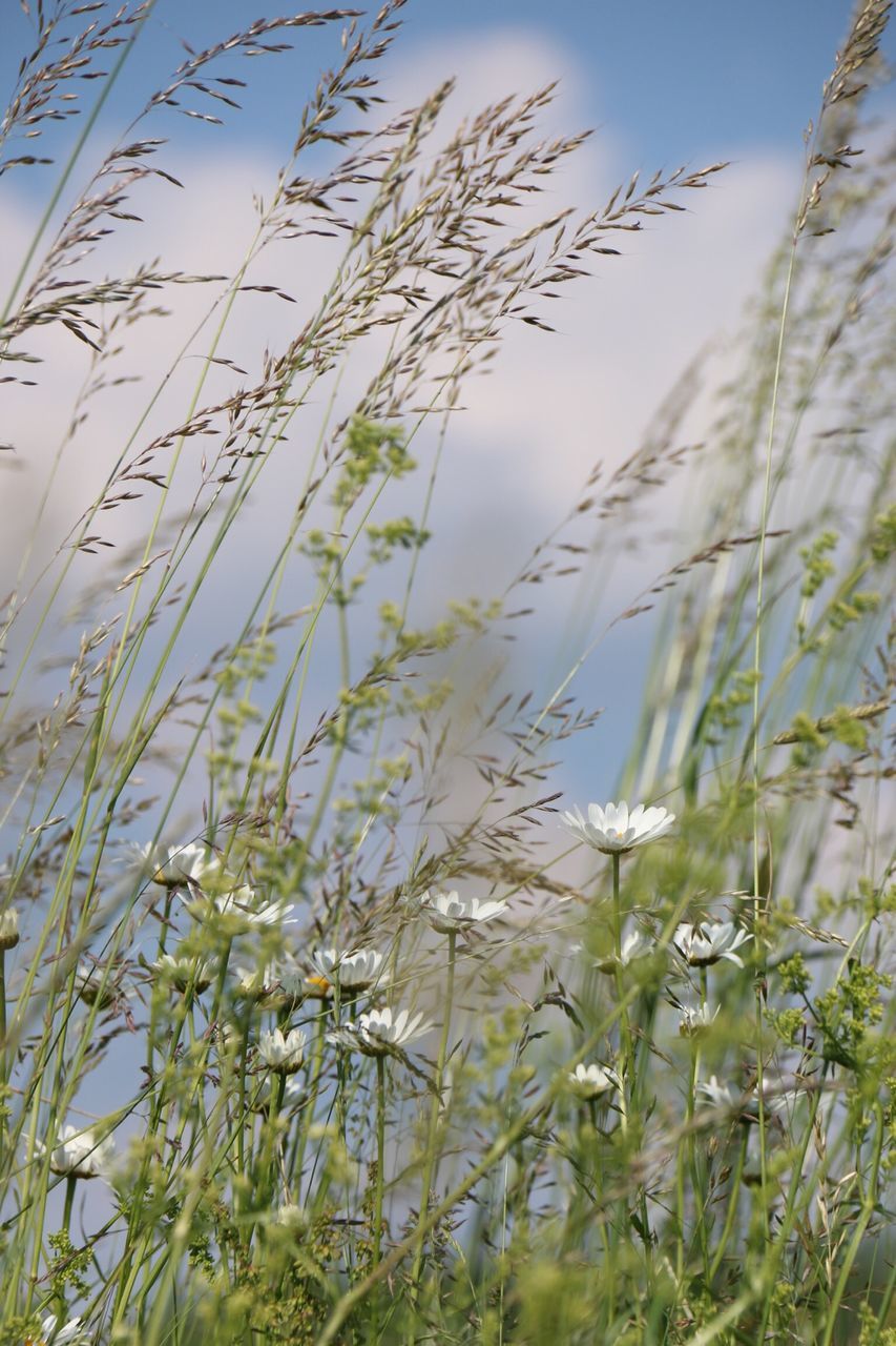 growth, plant, sky, nature, tranquility, low angle view, grass, growing, beauty in nature, field, day, outdoors, close-up, no people, branch, stem, tranquil scene, twig, tree, focus on foreground