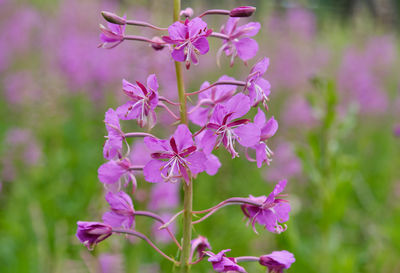 Close-up of pink flowering plant