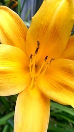 Close-up of yellow flower