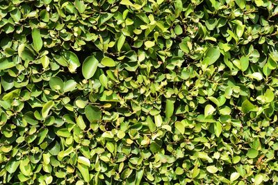 Full frame shot of ivy growing on tree