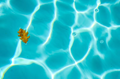 Full frame shot of blue floating in swimming pool