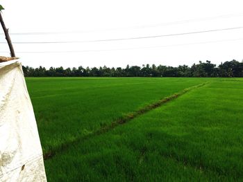 Trees on grassy field