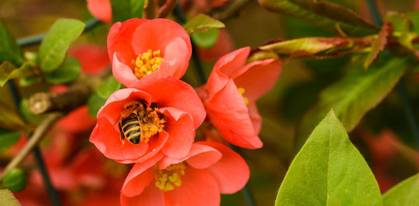 Honey bee collecting nectar from red flower.