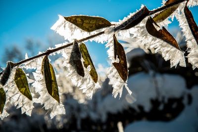 Low angle view of frosty leaves