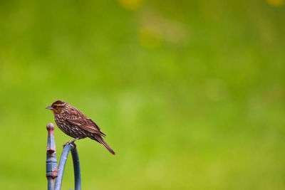 Close-up of bird perching on a plant