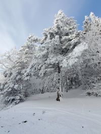 Snow covered land and trees against sky