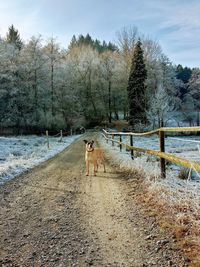 View of dog on field during winter