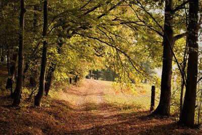 Trees growing in forest during autumn