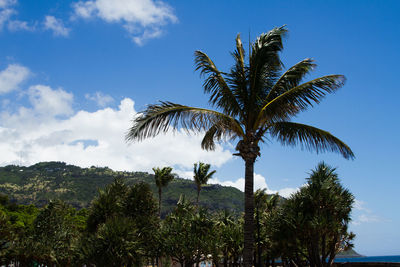 Low angle view of coconut palm trees against sky