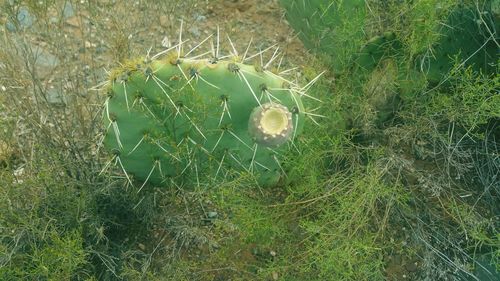 Close-up of plants growing on field