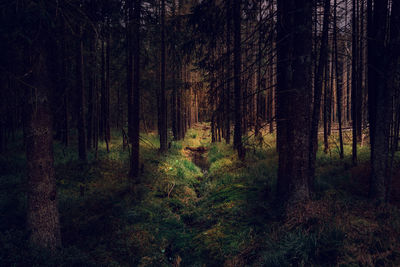 Trees in forest