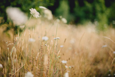 Crops growing on field