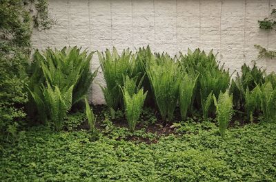 Plants growing in pond