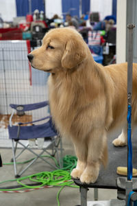 Side profile of a dog standing on a grooming table looking away