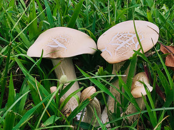 Close-up of mushroom growing in field