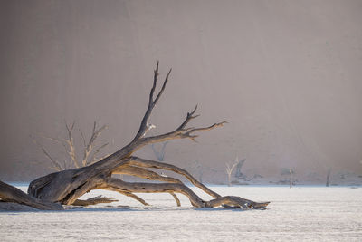 Bare tree on snow covered land during winter