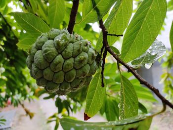 Close-up of custard apple growing on tree