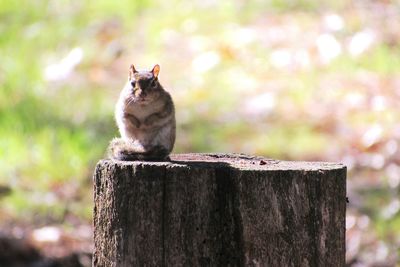 Squirrel on a wood stump