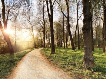 Road amidst trees in forest against bright sun