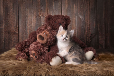 Cat sitting on a toy