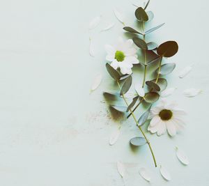 Close-up of white flowering plant on table