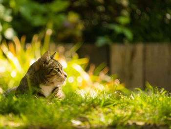 View of tabby cat enjoying a warm spring day out on a grass in colchester castle park