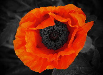 Close-up of orange rose flower against black background