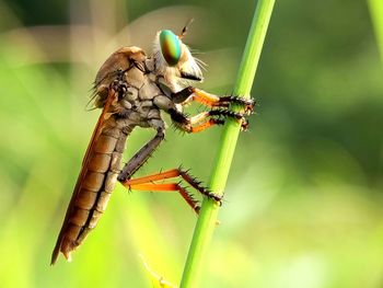 Close-up of insect on leaf