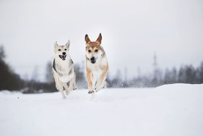 Dogs running on snow covered land