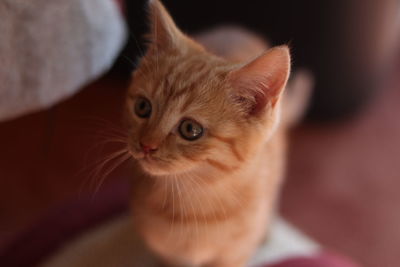 Close-up portrait of kitten