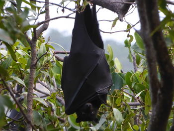 Close-up of horse on tree branch