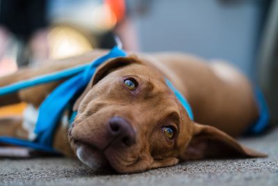 Close-up portrait of dog resting on floor
