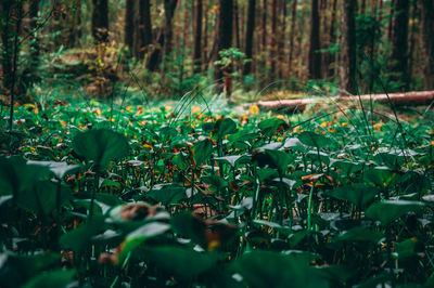 Plants growing on field in forest