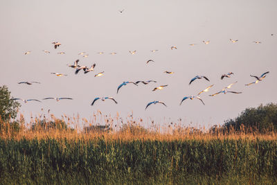 Flock of birds flying in the sky