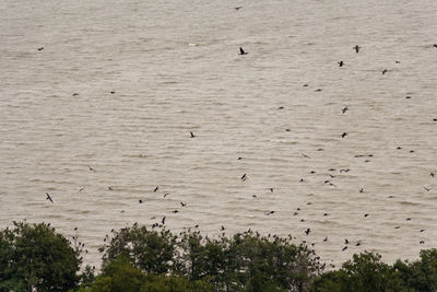 View of birds flying over the lake