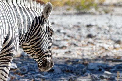 Close-up of a zebra