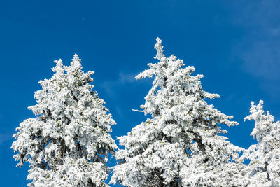 Low angle view of snow covered tree against blue sky