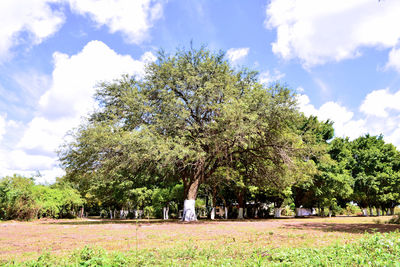 Trees on field against sky