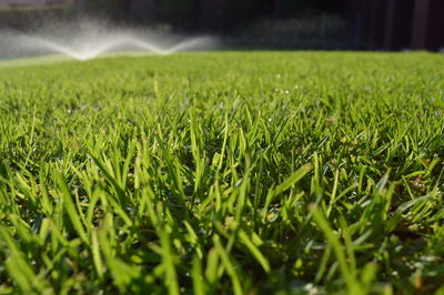 Close-up of grass in field