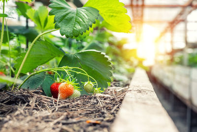 Close-up of strawberry growing on plant