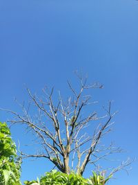 Low angle view of bare trees against clear blue sky